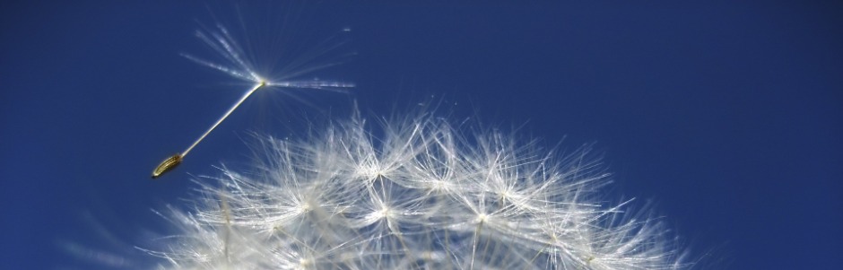 pusteblume groß im wind