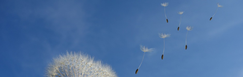pusteblume im wind