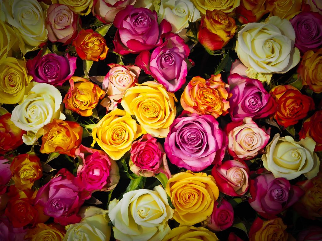 Besuchen Sie Das Rosen Und Lichterfest Im Palmengarten Frankfurt